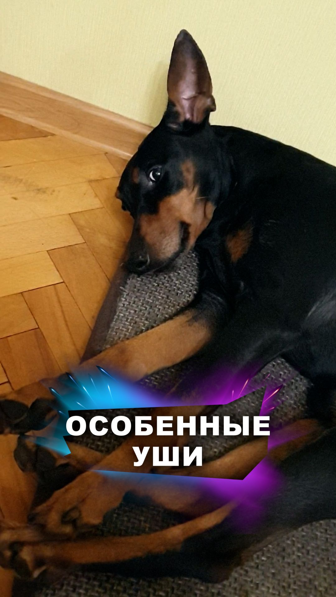 У собак есть суперспособности! #животные