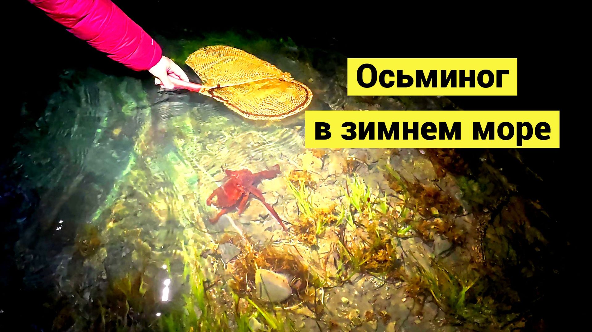 Поймать осьминога - проще простого!