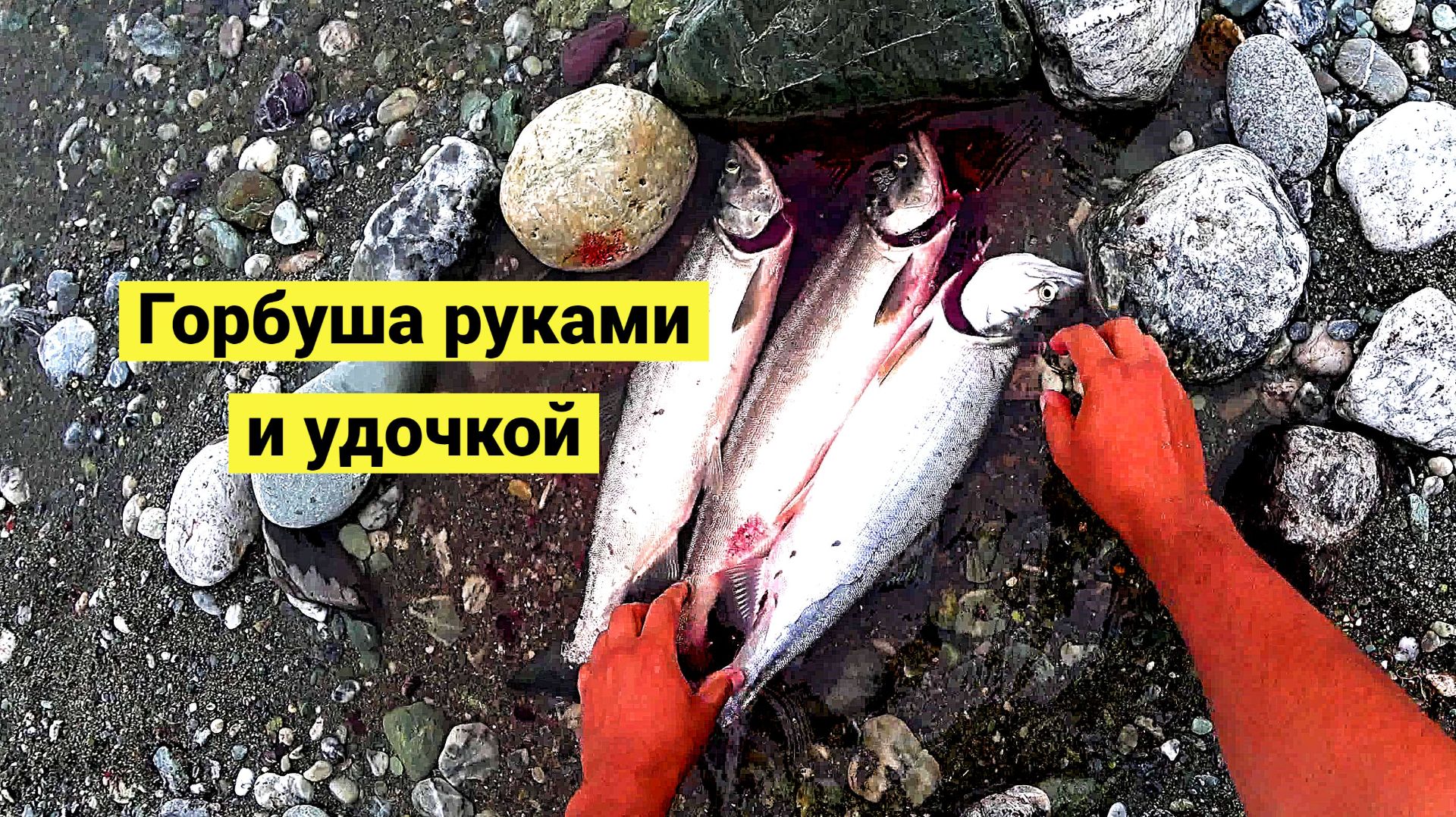 Свежайшая горбуша прямо руками!