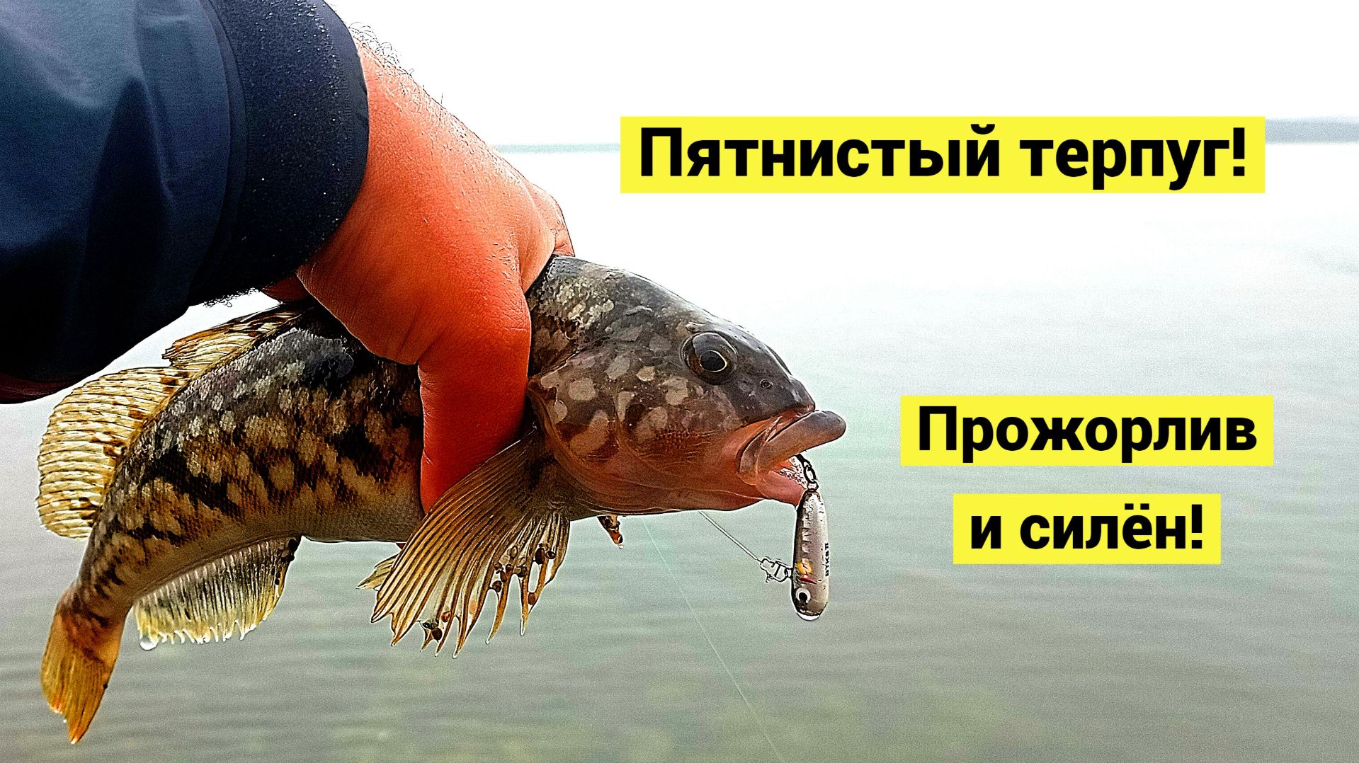 Пятнистый терпуг клюёт всегда!
